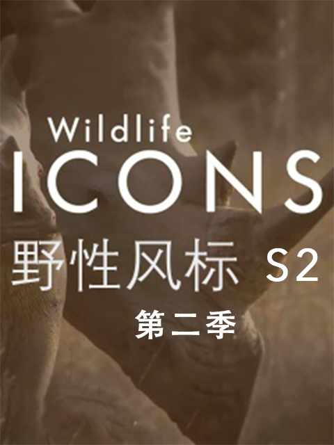 野性风标2