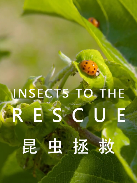 昆虫拯救