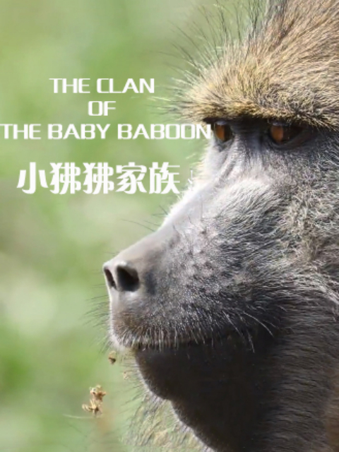 小狒狒家族