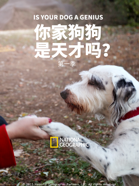 你家狗狗是天才吗？1