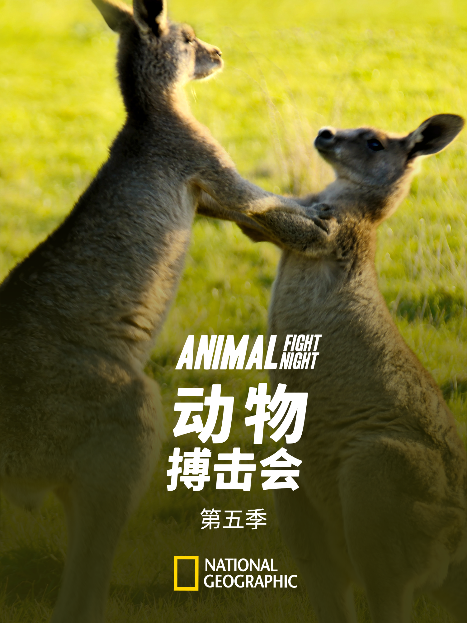 动物搏击会5