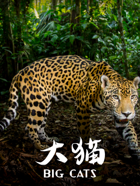 大猫
