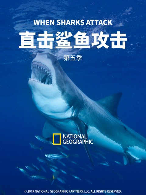 直击鲨鱼攻击5