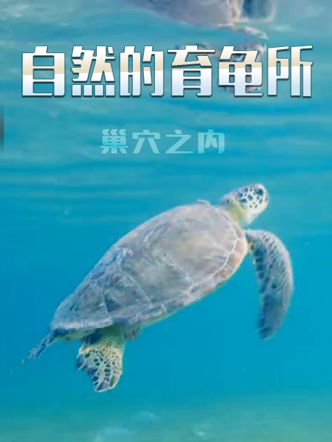 自然的育龟所巢穴之内