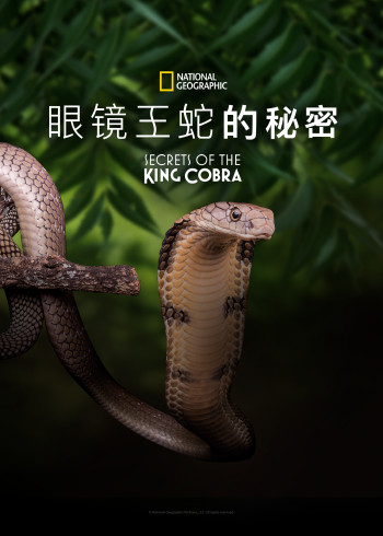 眼镜王蛇之谜