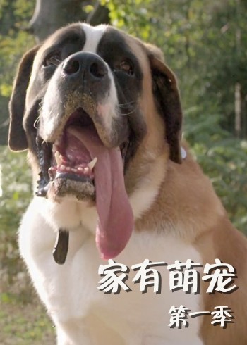 家有萌宠1