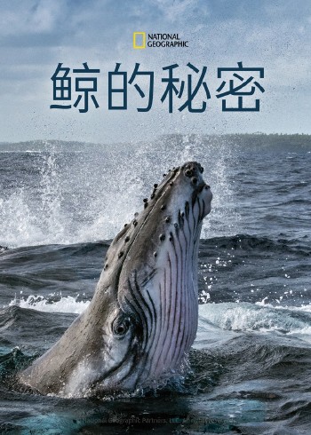 鲸的秘密1