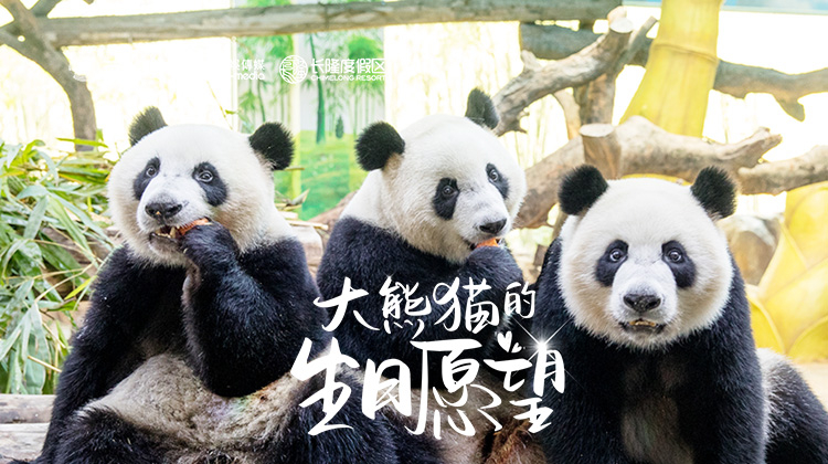 大熊猫的生日愿望