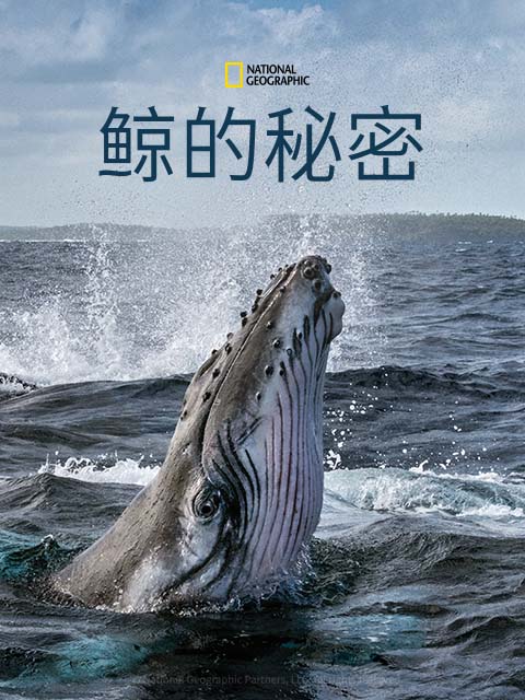 鲸的秘密 中配版