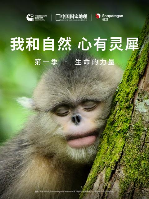 《我和自然心有灵犀》1-生命的力量