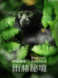 中国海南雨林秘境